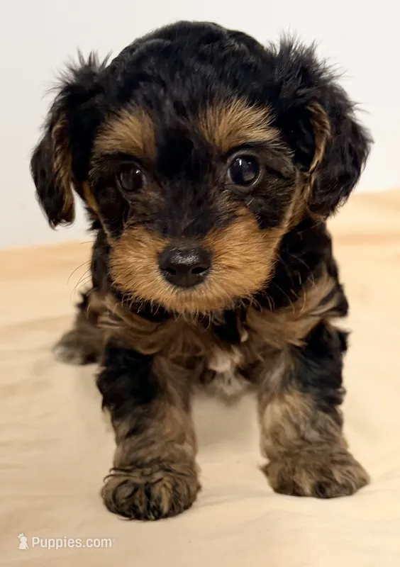 Emma – Yorkipoo puppy for sale in Northport, AL