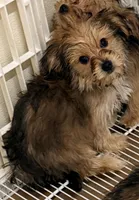Emma, a female Morkie for sale in Northport, AL – Photo 3 of 4