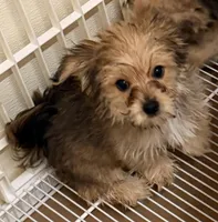 Emma, a female Morkie for sale in Northport, AL – Photo 2 of 4