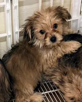 Emma, a female Morkie for sale in Northport, AL – Photo 4 of 4