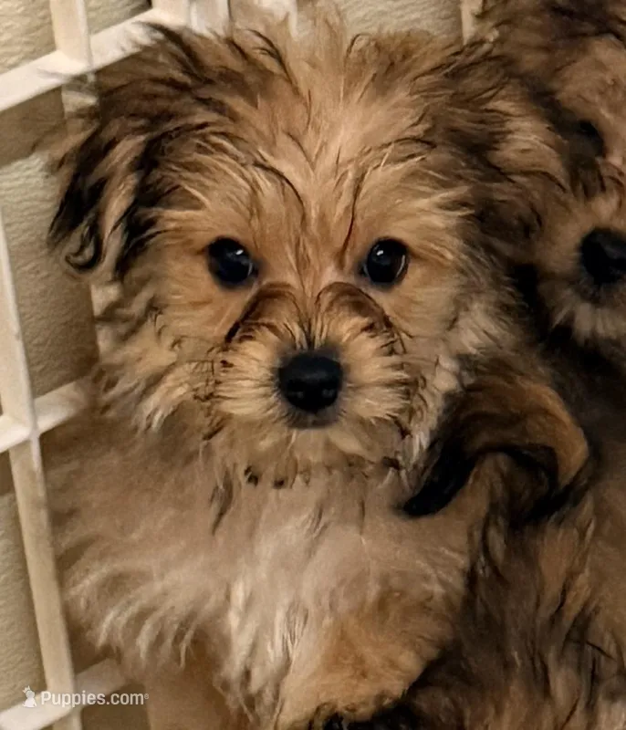 Emma – Morkie puppy for sale in Northport, AL
