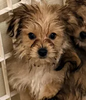 Emma, a female Morkie for sale in Northport, AL – Photo 1 of 4