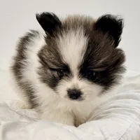 Lilly, a female Pomeranian for sale in Northport, AL – Photo 5 of 5