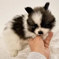 Lilly, a female Pomeranian for sale in Northport, AL – Photo 3 of 5