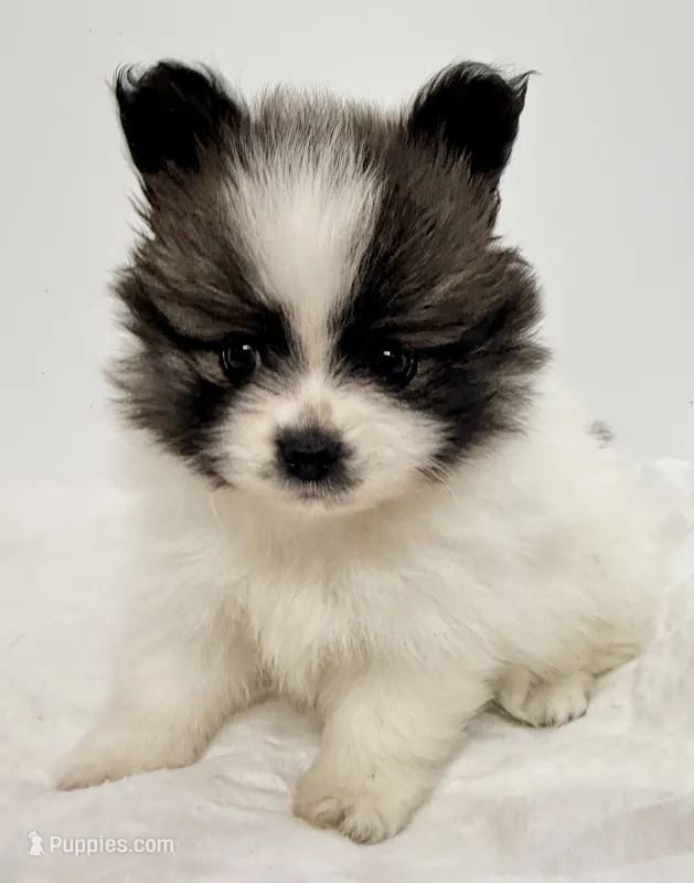 Lilly – Pomeranian puppy on hold in Northport, AL