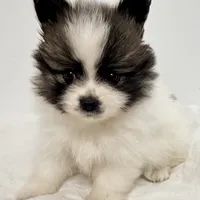 Lilly, a female Pomeranian for sale in Northport, AL – Photo 1 of 5