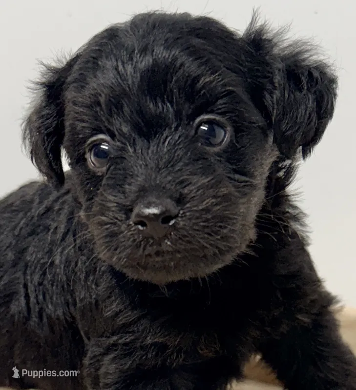 Bandit – Yorkipoo puppy for sale in Northport, AL