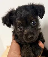 Delta, a female Yorkipoo for sale in Northport, AL – 2 of 3