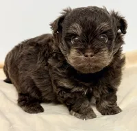 Morgan, a male Shihpoo for sale in Northport, AL – 2 of 5