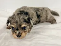 Parker, a male Shiranian for sale in Northport, AL – 3 of 5
