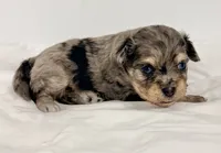 Parker, a male Shiranian for sale in Northport, AL – 2 of 5