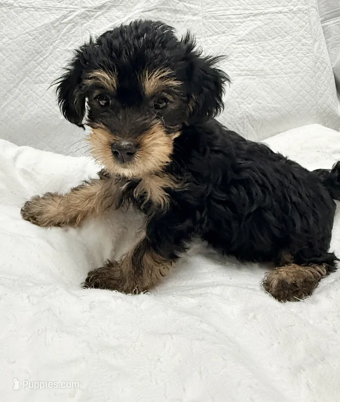 Nina – Yorkipoo puppy for sale in Northport, AL
