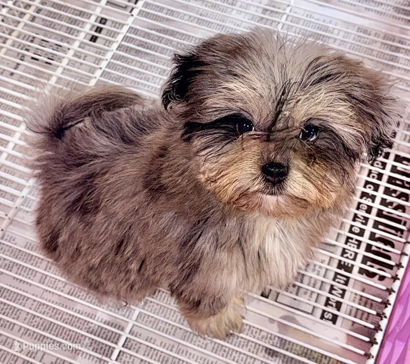 Sophie – Shihpoo puppy for sale in Northport, AL
