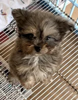 Sophie, a female Shihpoo for sale in Northport, AL – Photo 2 of 4