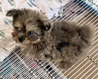 Sophie, a female Shihpoo for sale in Northport, AL – Photo 4 of 4