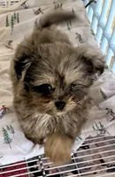 Sophie, a female Shihpoo for sale in Northport, AL – Photo 1 of 4