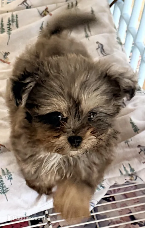 Sophie – Shihpoo puppy for sale in Northport, AL