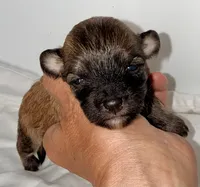 Winston, a male Maltipoo for sale in Northport, AL – 1 of 2