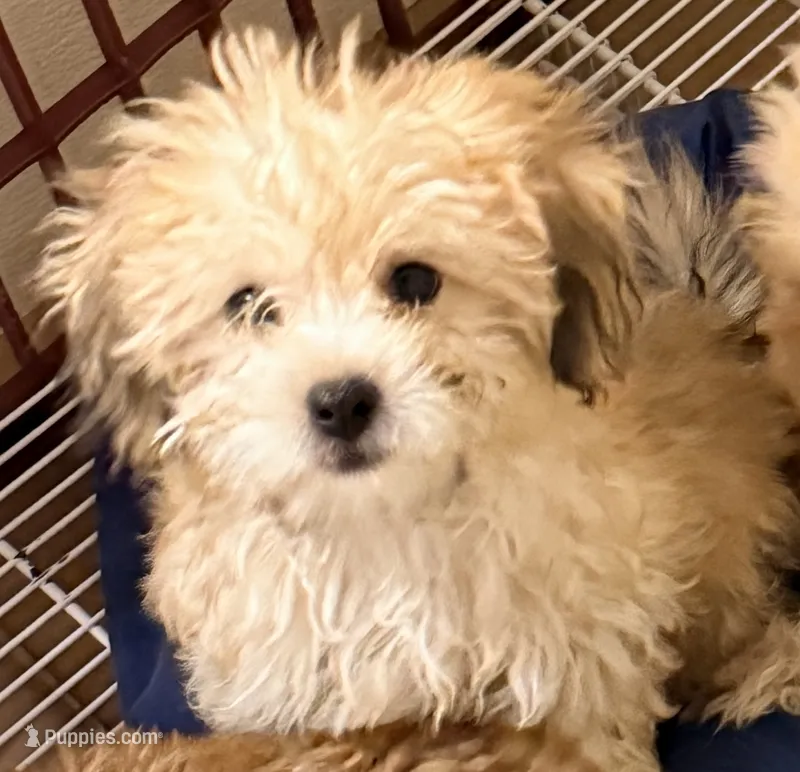 Bama – Pomapoo puppy for sale in Northport, AL