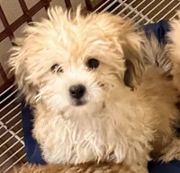 Vance, a male Pomapoo for sale in Northport, AL – 2 of 4