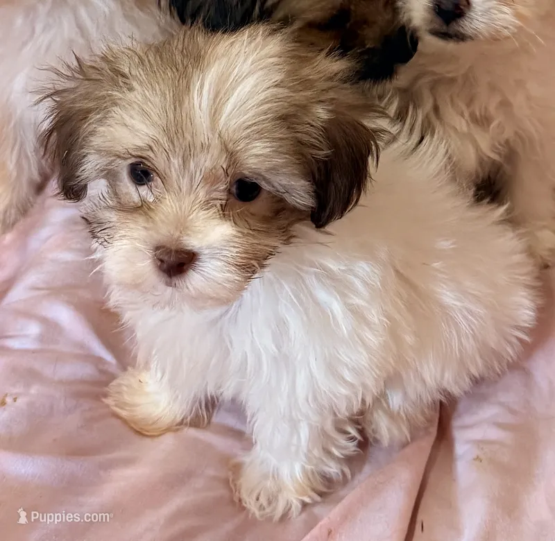 Dixie – Mal Shi puppy for sale in Northport, AL