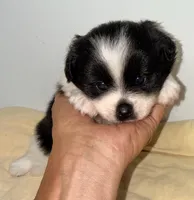 Cookie, a female Pomchi for sale in Northport, AL – 4 of 4
