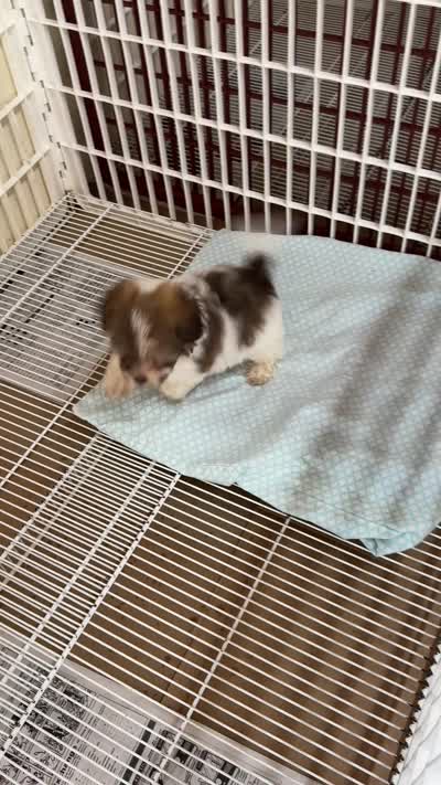 Travis, a male Mal Shi for sale in Northport, AL – 6 of 6
