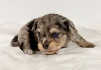 Parker, a male Shiranian for sale in Northport, AL – 5 of 5