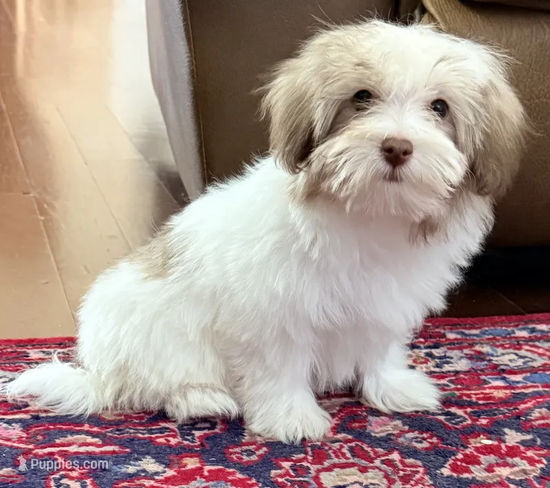 Dixie – Mal Shi puppy for sale in Northport, AL