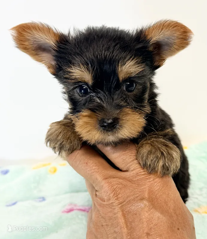 Milo – Yorkshire Terrier puppy for sale in Northport, AL