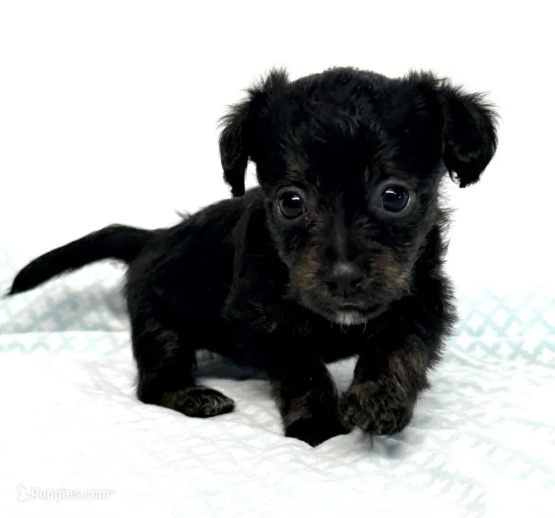 Calie – Yorkipoo puppy for sale in Northport, AL