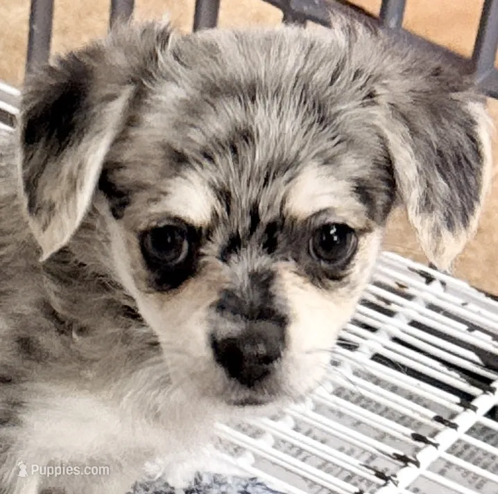 Morgan – Maltipom puppy for sale in Northport, AL