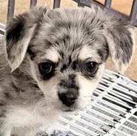Morgan, a male Maltipom for sale in Northport, AL – 1 of 5