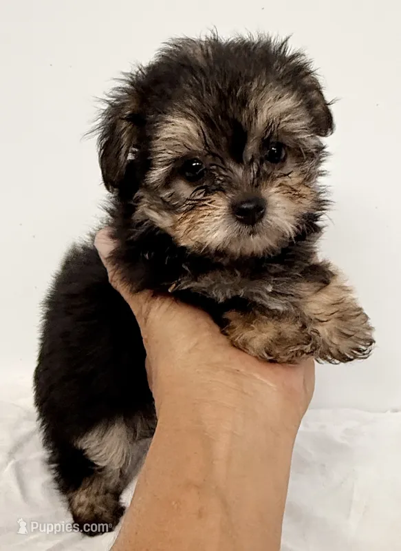 Jackson – Pomapoo puppy for sale in Northport, AL