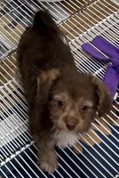 Lacie, a female Yorkipoo for sale in Northport, AL – 3 of 4