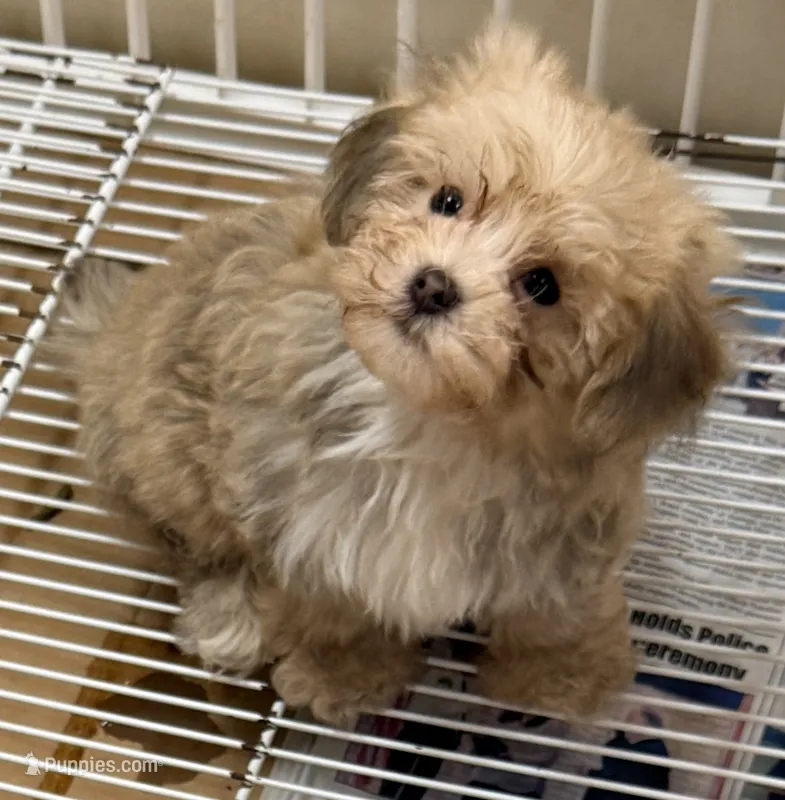 Peyton – Morkie puppy for sale in Northport, AL