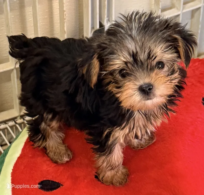 Sasha tcup – Yorkshire Terrier puppy for sale in Northport, AL