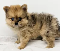 Noah, a male Pomeranian for sale in Northport, AL – 4 of 4