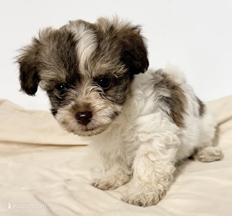 Benny – Mal Shi puppy for sale in Northport, AL
