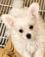 Aspen, a male Maltese and Shih Tzu for sale in Northport, AL – 2 of 4