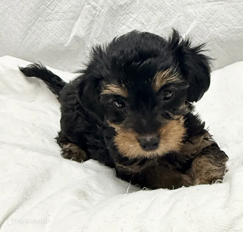 Sasha – Yorkipoo puppy for sale in Northport, AL