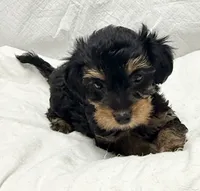 Sasha, a female Yorkipoo for sale in Northport, AL – 1 of 4