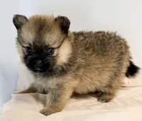 Lola, a female Pomeranian for sale in Northport, AL – 2 of 4