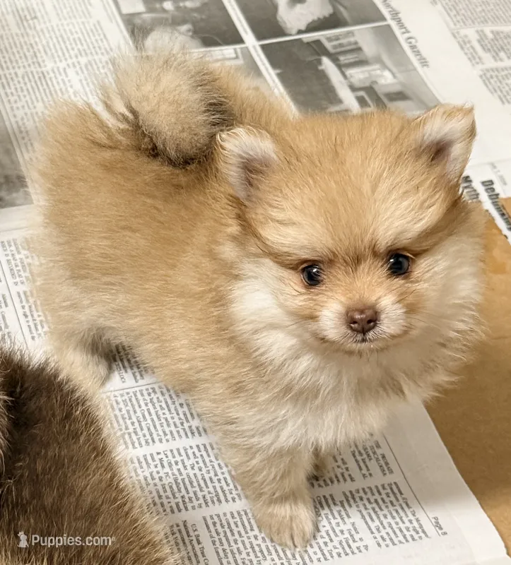Barron – Pomeranian puppy for sale in Northport, AL