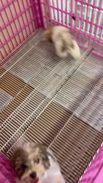 Dixie, a female Mal Shi for sale in Northport, AL – 3 of 4