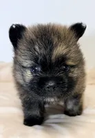 Saban, a male Pomeranian for sale in Northport, AL – 4 of 4