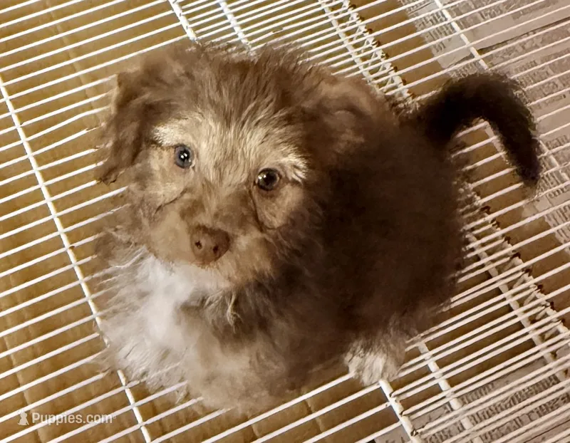 Lacie – Yorkipoo puppy for sale in Northport, AL