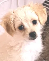 Ella, a female Maltipom for sale in Northport, AL – 1 of 5