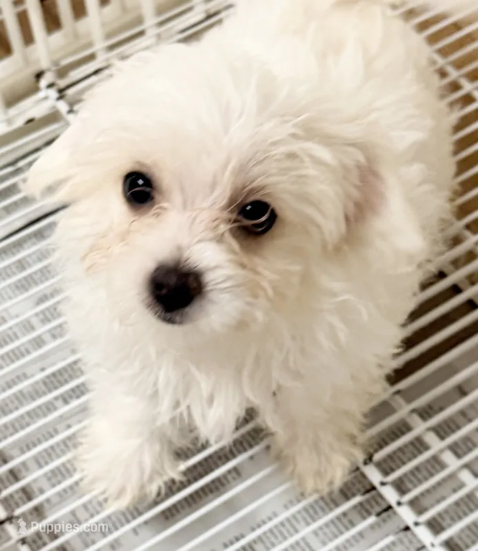 Leo – Mal Shi puppy for sale in Northport, AL