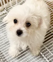 Leo, a male Mal Shi for sale in Northport, AL – 1 of 3
